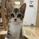雑種