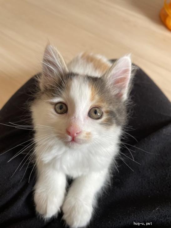 猫の里親募集】神奈川県・雑種・フワフワ長毛の三毛猫ゆずちゃん（ID