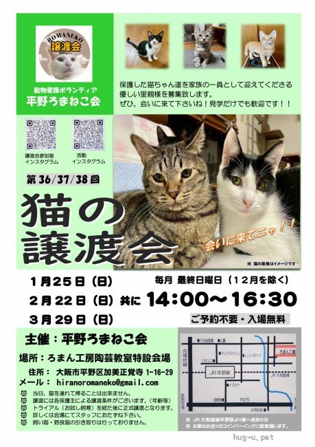 譲渡会 第36回 平野ろまねこ譲渡会(大阪府)｜ハグー -みんなのペット