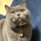 ブリティッシュショートヘア