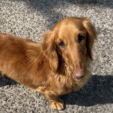 ミニチュアダックスフンド(ロング)