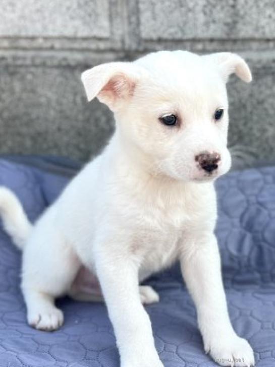 犬の里親募集】香川県・雑種・白ベースにふんわり色のブチが可愛い