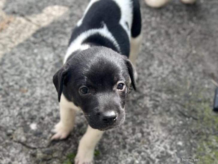 犬の里親募集】香川県・雑種・牛柄模様が可愛いカイザーくん（ID:2509