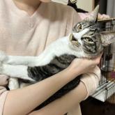 雑種