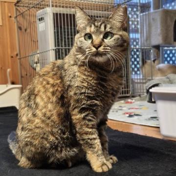 猫の里親募集一覧｜ハグー -みんなのペット里親情報