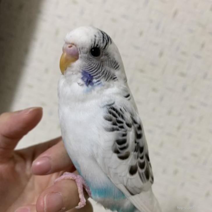 鳥の里親募集】茨城県・インコ・【急募】元気いっぱいセキセイインコ