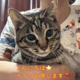 雑種