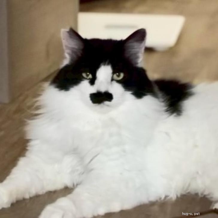 猫の里親募集】京都府・雑種・モフモフ長毛・おひげのひっちゃん（ID