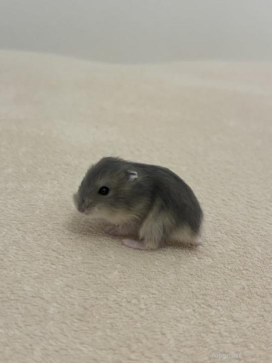 小動物の里親募集】神奈川県・ハムスター・ジャンガリアンハムスター