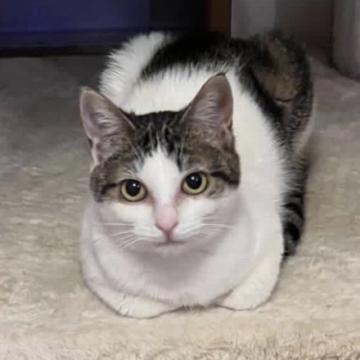 猫の里親募集一覧｜ハグー -みんなのペット里親情報