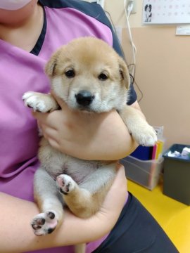 犬 徳島県 雑種の里親募集一覧 ハグー みんなのペット里親情報