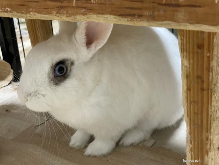 小動物の里親募集】北海道・ウサギ・ホワイトに少し黒斑点ありのうさ