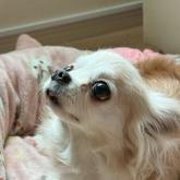 チワワ(ロング)