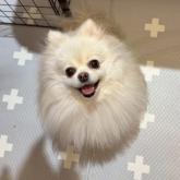 ポメラニアン