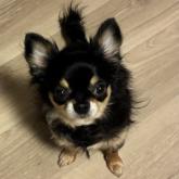 チワワ(ロング)