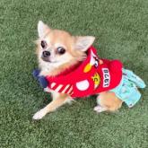 チワワ(ロング)