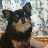 チワワ(ロング)