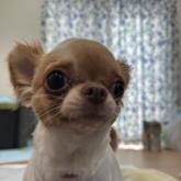 チワワ(ロング)