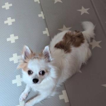犬 × 長野県 × チワワ(ロング)の里親募集一覧｜ハグー -みんなのペット