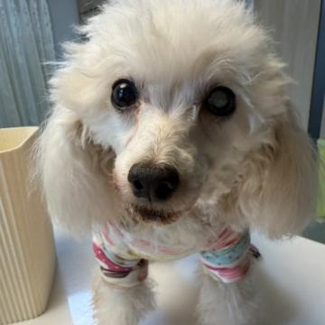 犬の里親募集】愛知県・チワワ(ロング)・雪解け間近の小雪ちゃん（ID