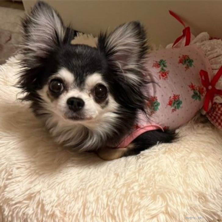 犬の里親募集】愛知県・チワワ(ロング)・甘えさせてね、チワワのミツ