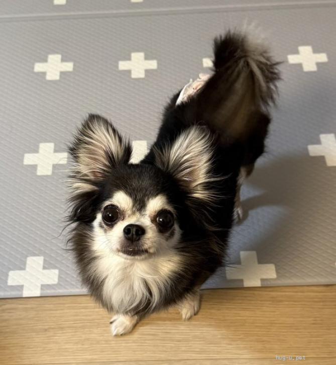 犬の里親募集】愛知県・チワワ(ロング)・甘えさせてね、チワワのミツ