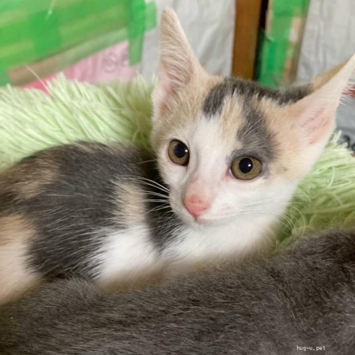 猫の里親募集】千葉県・雑種・パステル三毛のソフィちゃん💛（ID:2511