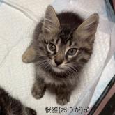 雑種