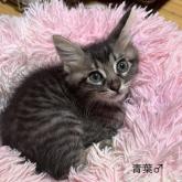 雑種
