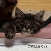 雑種