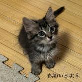 雑種