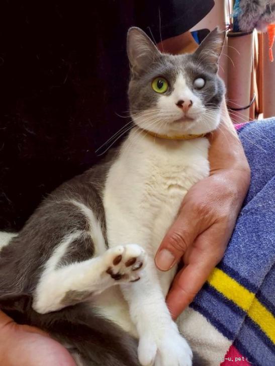 猫の里親募集】千葉県・雑種・おしゃべり上手なコロンちゃん（ID:2605