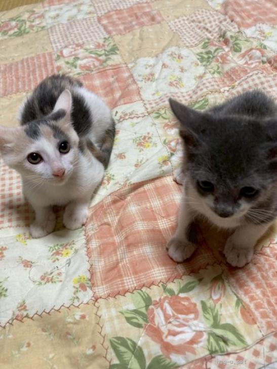 猫の里親募集】千葉県・雑種・パステル三毛のソフィちゃん💛（ID:2511