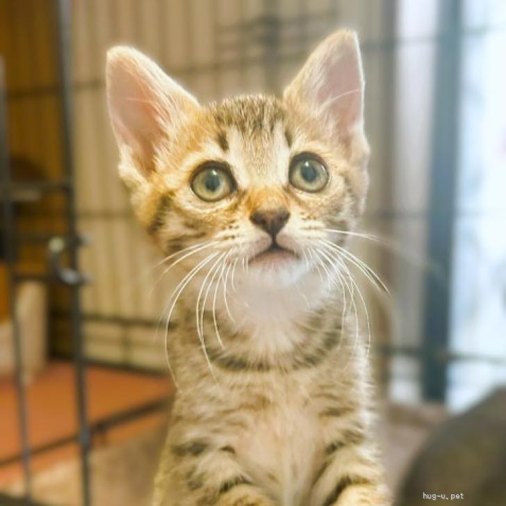 ハンドメイド ボタンの狼 里親 募集中 猫の里親募集】大阪府・雑種・◇7/4◇ひとなればっちり仲良し姉妹