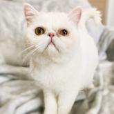 雑種