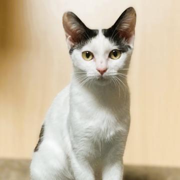 猫の里親募集】三重県・雑種・小柄でキュートな白黒ソックスのレイン