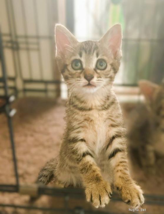 猫の里親募集】大阪府・雑種・◇7/4◇ひとなればっちり仲良し姉妹