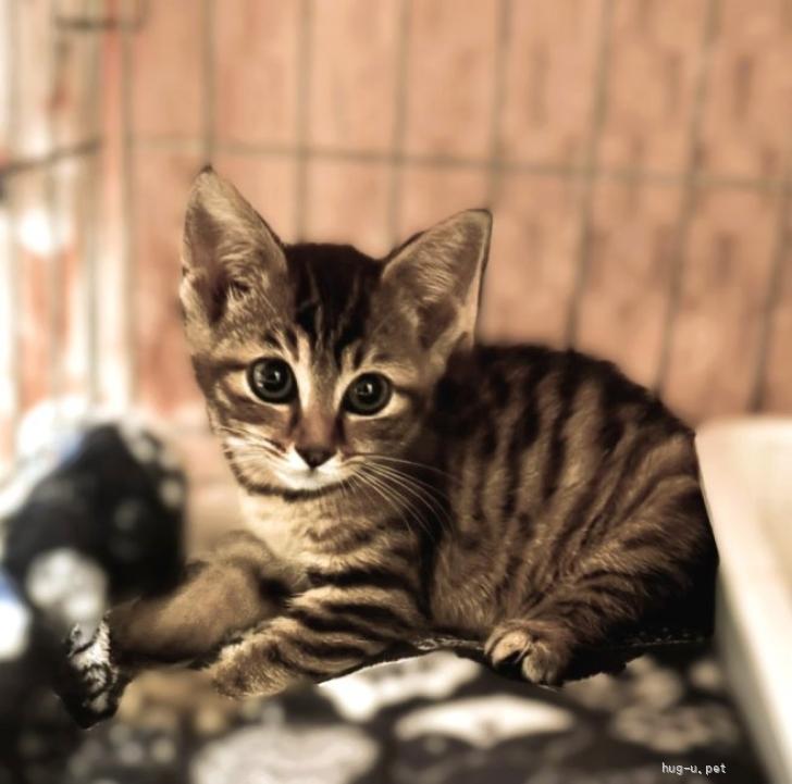ハンドメイド ボタンの狼 里親 募集中 猫の里親募集】大阪府・雑種・◇7/20◇おっきなおめめの美猫さん