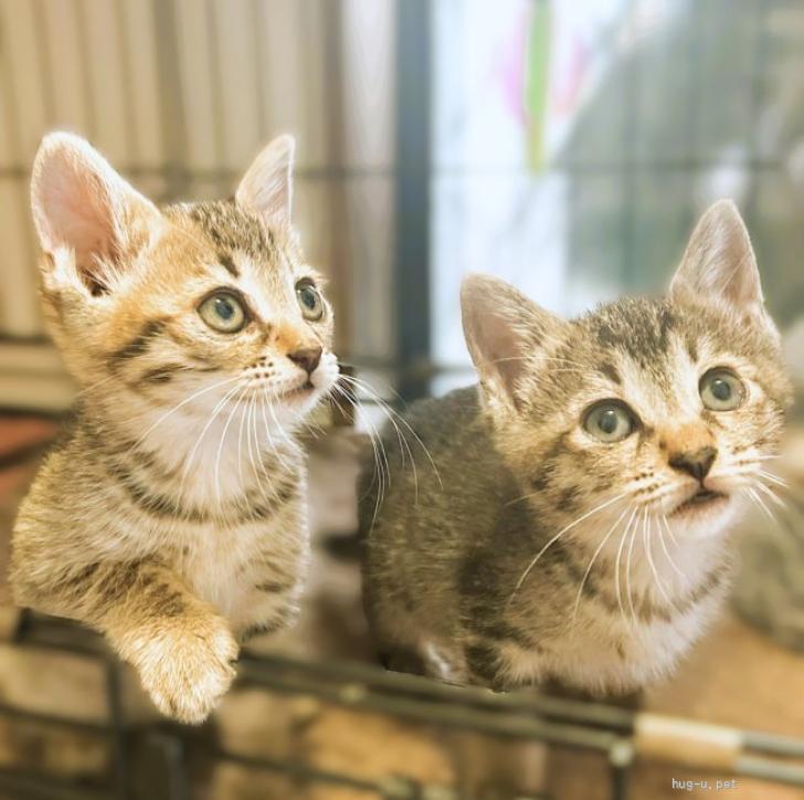 猫の里親募集】大阪府・雑種・◇7/4◇ひとなればっちり仲良し姉妹