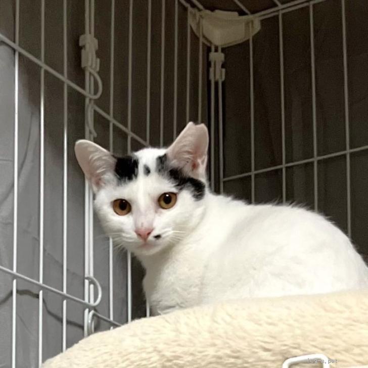 里親募集中!?1ヶ月ほど前にオークションで保護しました。保護パソです。 猫の里親募集】大阪府・雑種・◇2/11◇口元のホクロがかわいい❤ホク