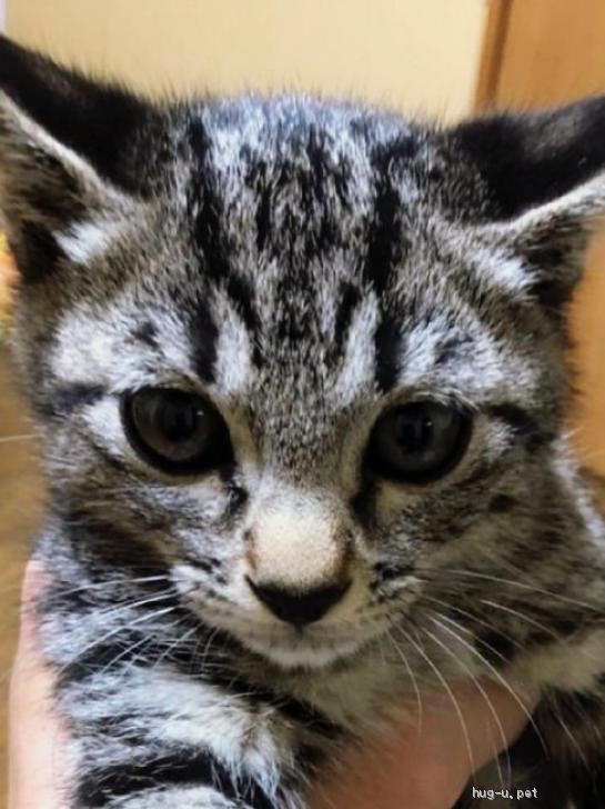 猫の里親募集】大阪府・雑種・☆里親様決定！☆人懐こくかわいい