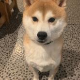柴犬