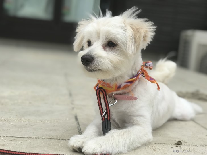 犬の里親募集】茨城県・マルプー・マルチーズ&トイプードルのmix犬