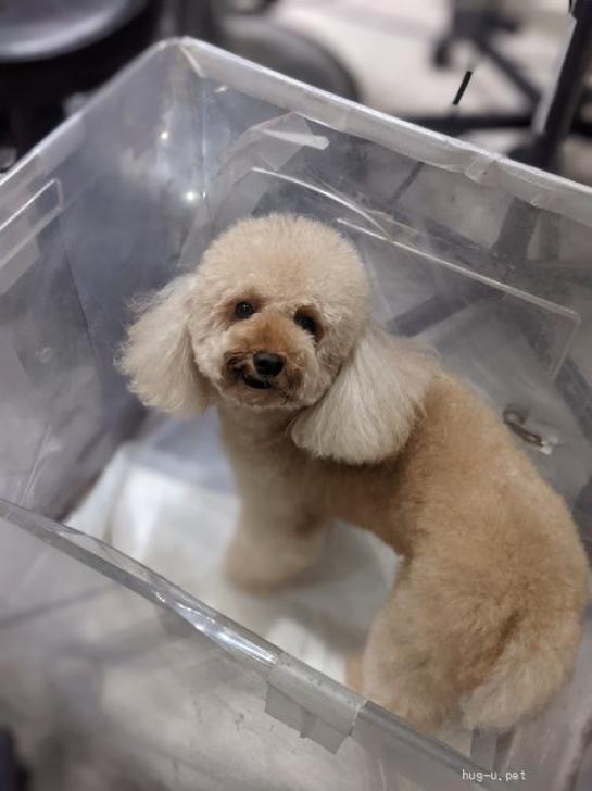 犬の里親募集】神奈川県・トイプードル・プードル♀ゆずちゃん（ID