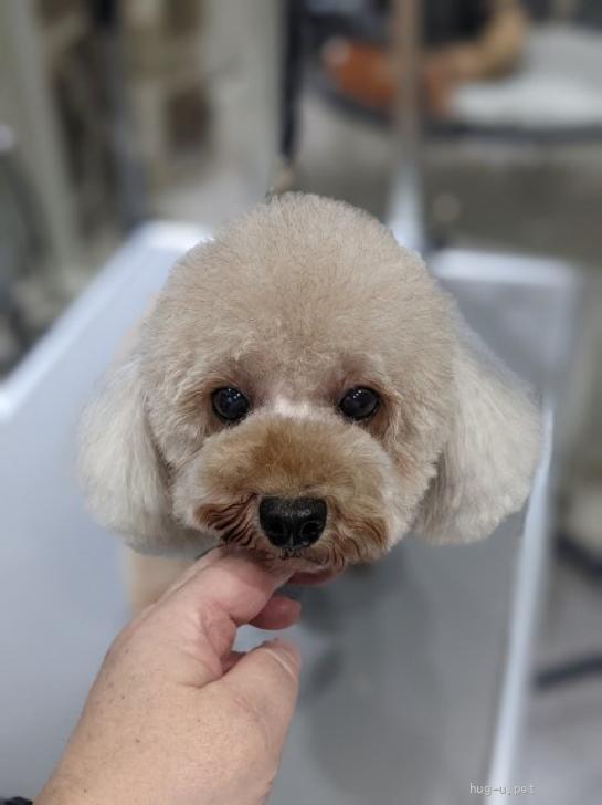 犬の里親募集】神奈川県・トイプードル・プードル♀ゆずちゃん（ID