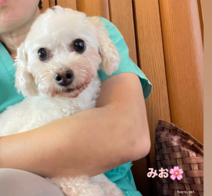犬の里親募集】神奈川県・トイプードル・美桜♀6歳3.7キロマルプーか