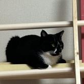 雑種