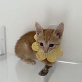 雑種