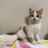 雑種