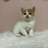 雑種